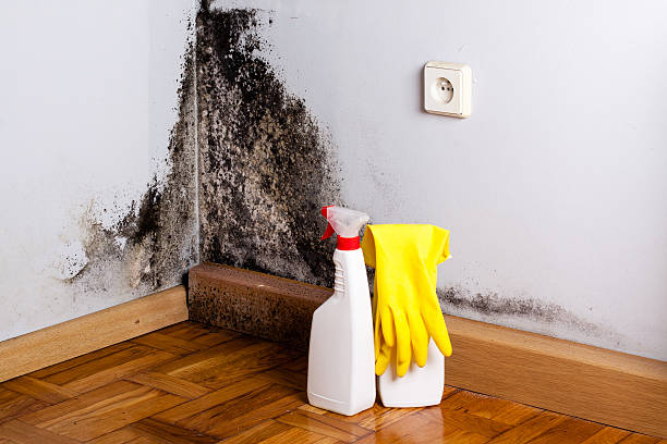 Why You Should Choose Our Mold Remediation Services in Wayne City, IL